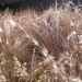 Broomsedge